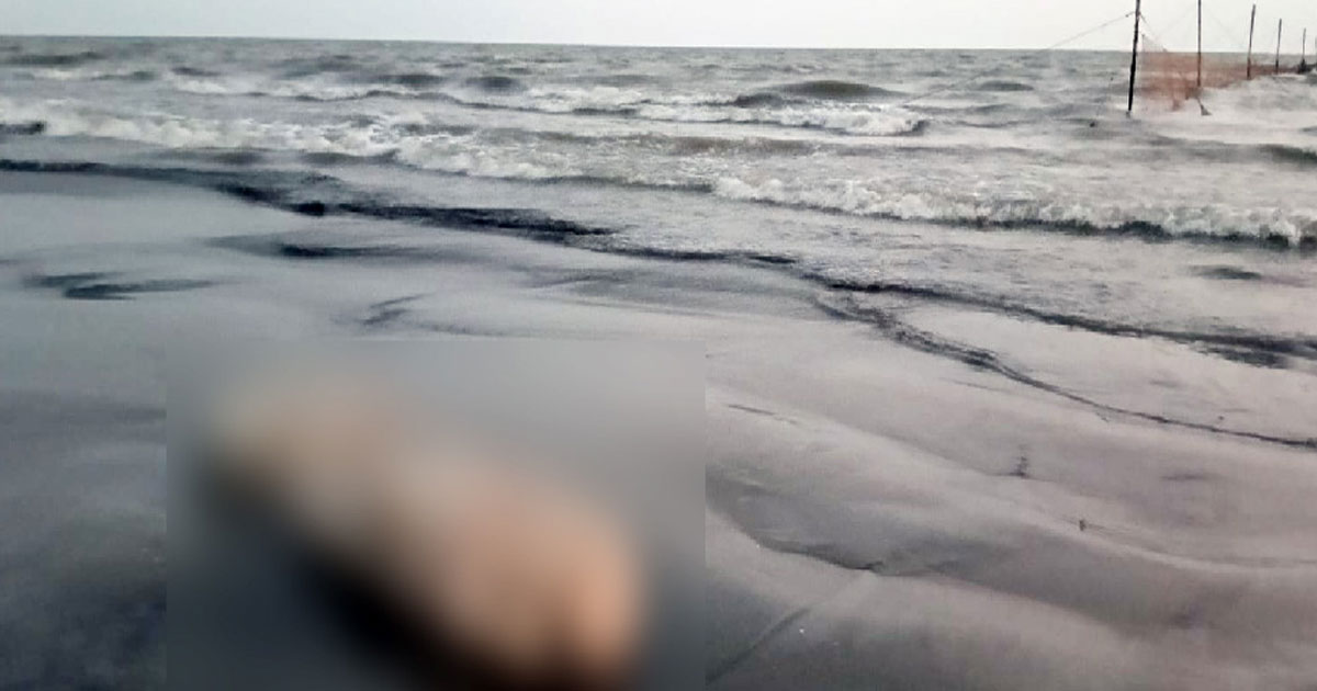কুয়াকাটা সৈকতে ভেসে এলো ৮ ফুট মৃত ডলফিন