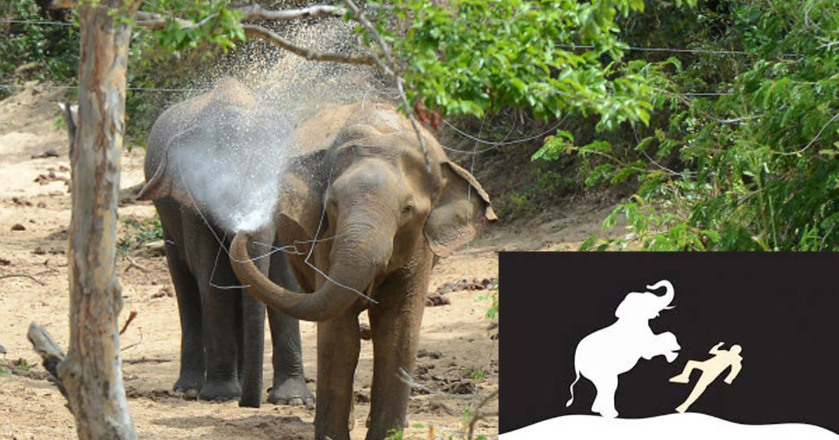 কাপ্তাইয়ে বন্যহাতির আক্রমণে নিহত ১