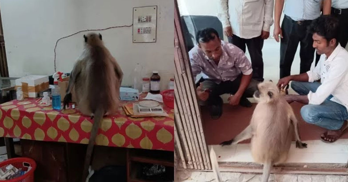 যশোরে আহত হনুমান নিজেই এলো হাসপাতালে