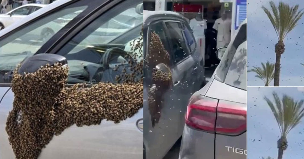 ইসরায়েলে মৌমাছির ঝাঁকে নতুন আতঙ্ক