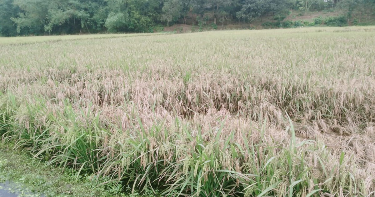 কাপাসিয়ায় খামারের বর্জ্যে নষ্ট হচ্ছে ফসল