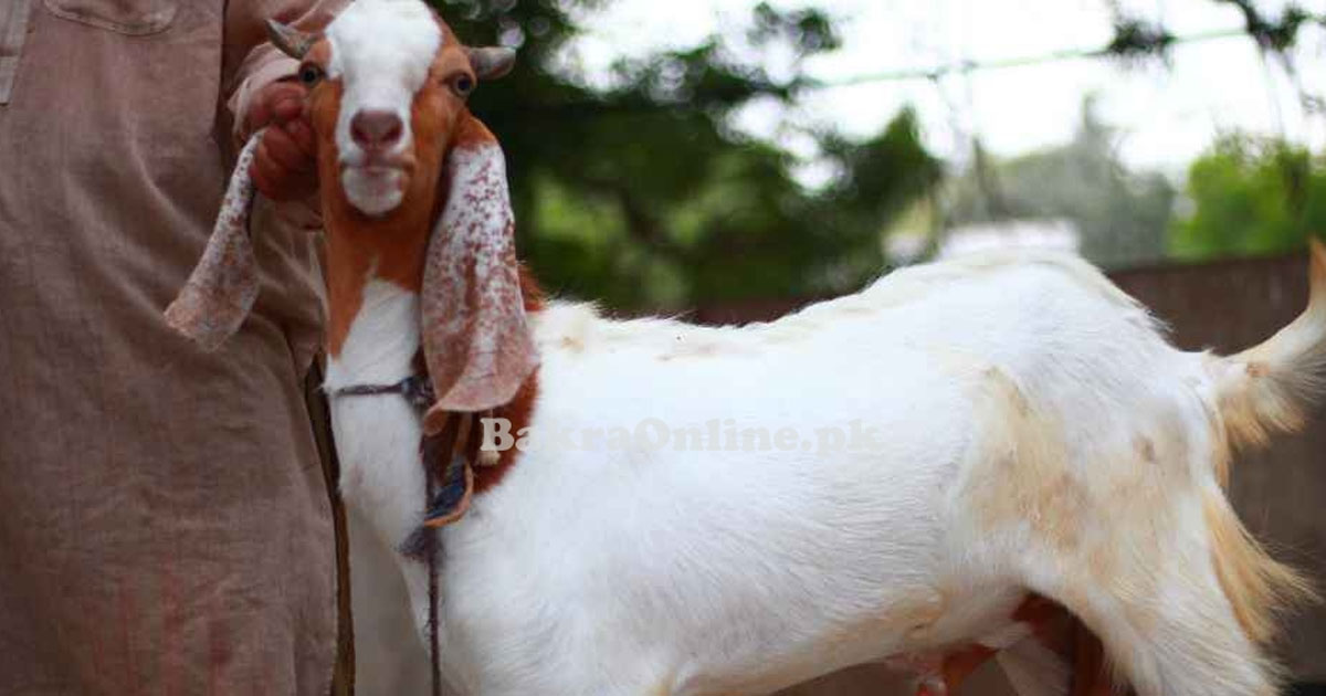 কোরবানি ও আকিকার নিয়ম কি?