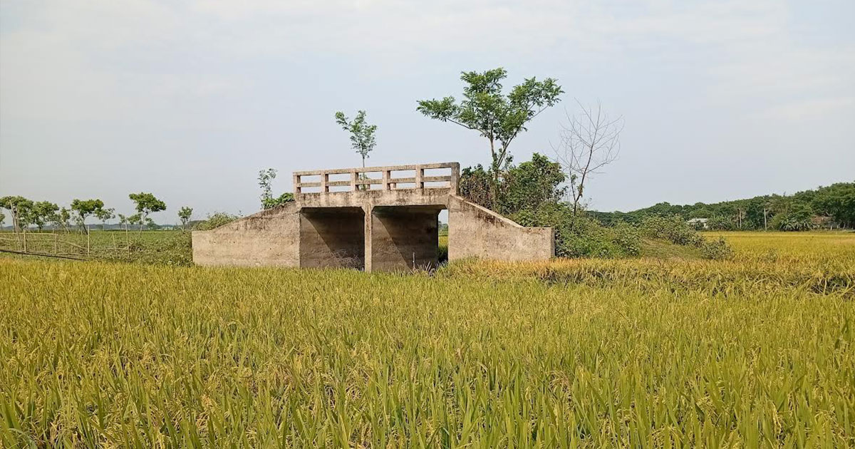 নড়াইলে বিলের মাঝে কালভার্ট, নেই সংযোগ সড়ক; বিপাকে কৃষকরা