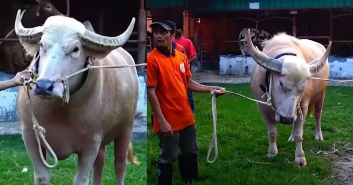 গুঁতো দেয়া দুষ্টু মহিষের নাম নেতানিয়াহু