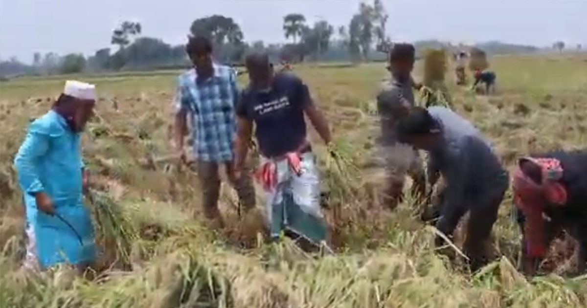 নওগাঁয় কাস্তে হাতে মাঠে নামলেন এমপি ফজলে হুদা