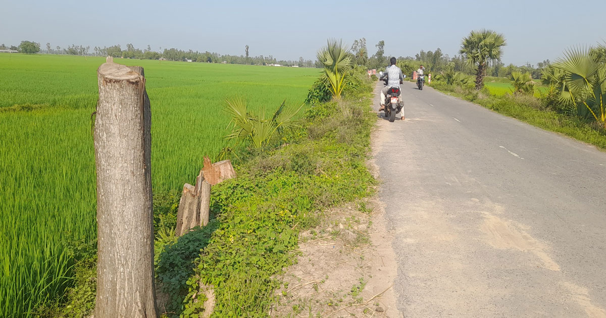 কালাইয়ে সামাজিক বনায়নে দুর্বৃত্তদের থাবা, একের পর এক গাছ নিধন