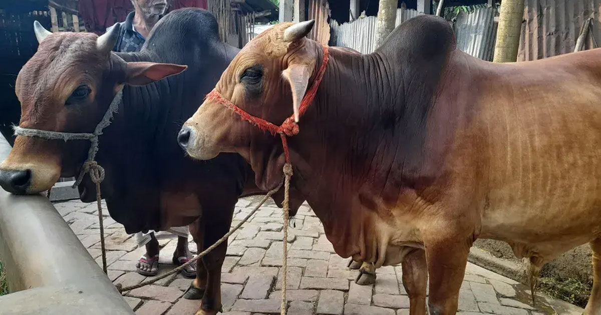 ঈদে গরুর দাম না পাওয়া শঙ্কায় কুষ্টিয়ায় গরুর খামারিরা
