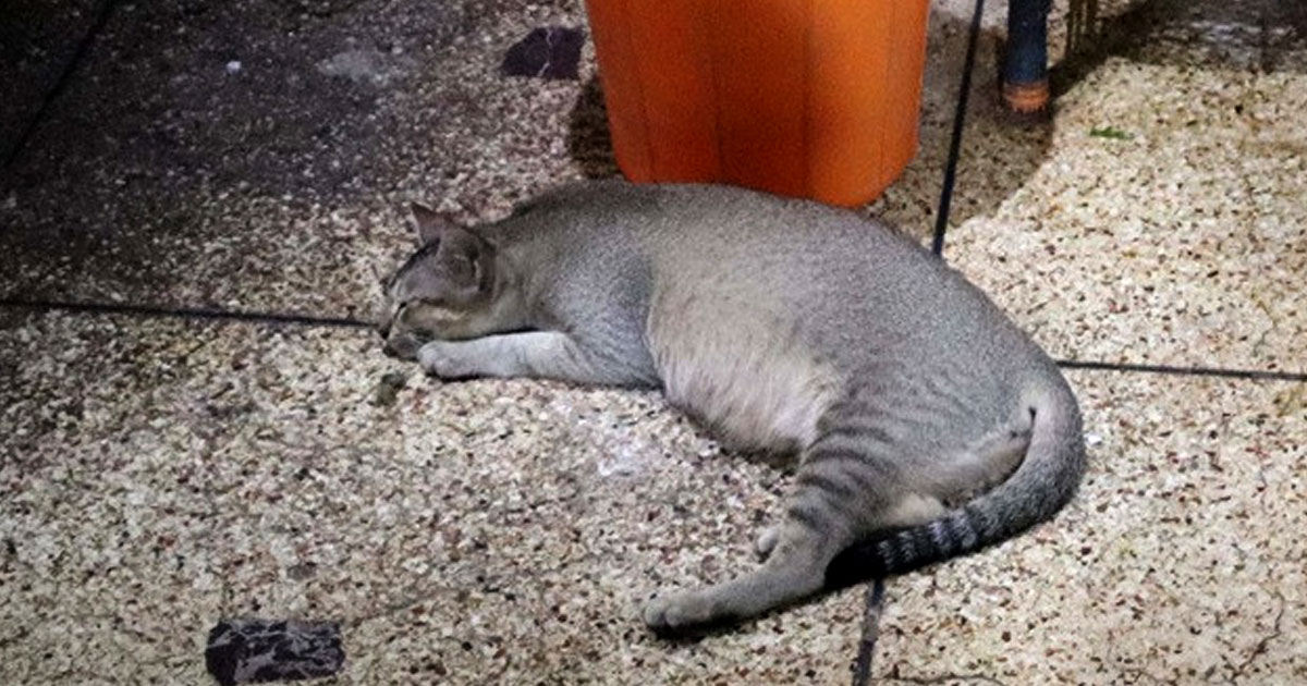 ভালো নেই রামিসার বিড়াল