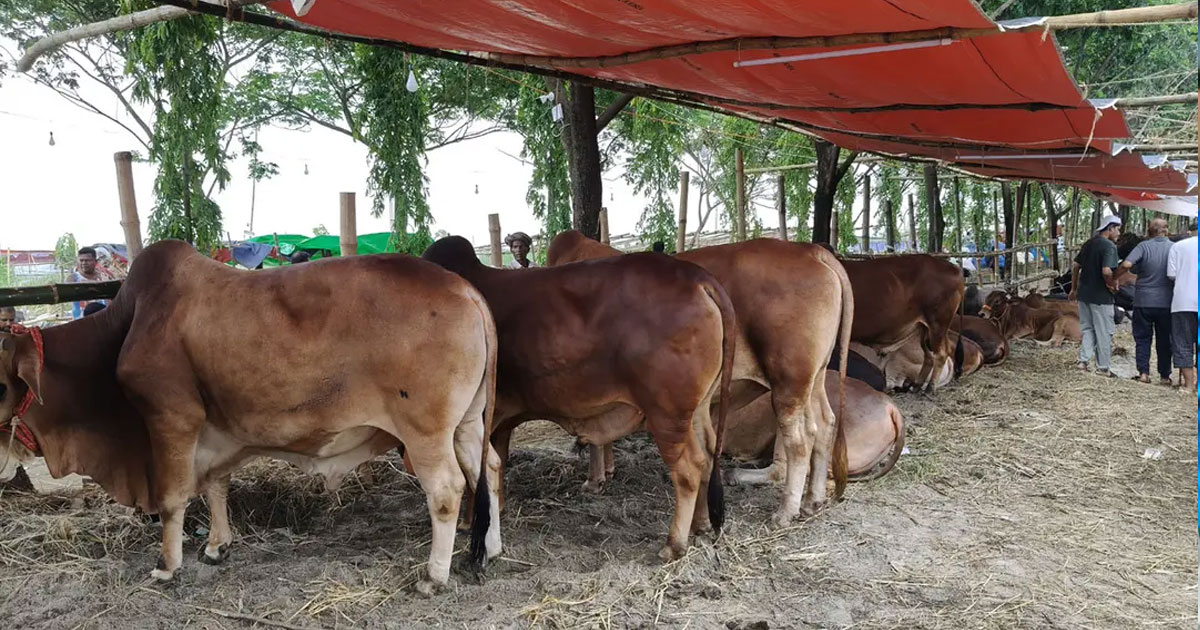 রাজধানীর হাটে লাখ টাকার নিচে নেই গরু