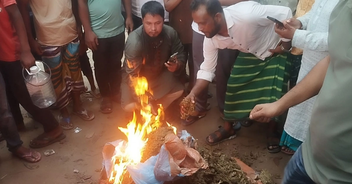 নরসিংদীতে 'প্রজন্ম' সংগঠনের উদ্যোগে মাদক উদ্ধার, প্রকাশ্যে আগুন