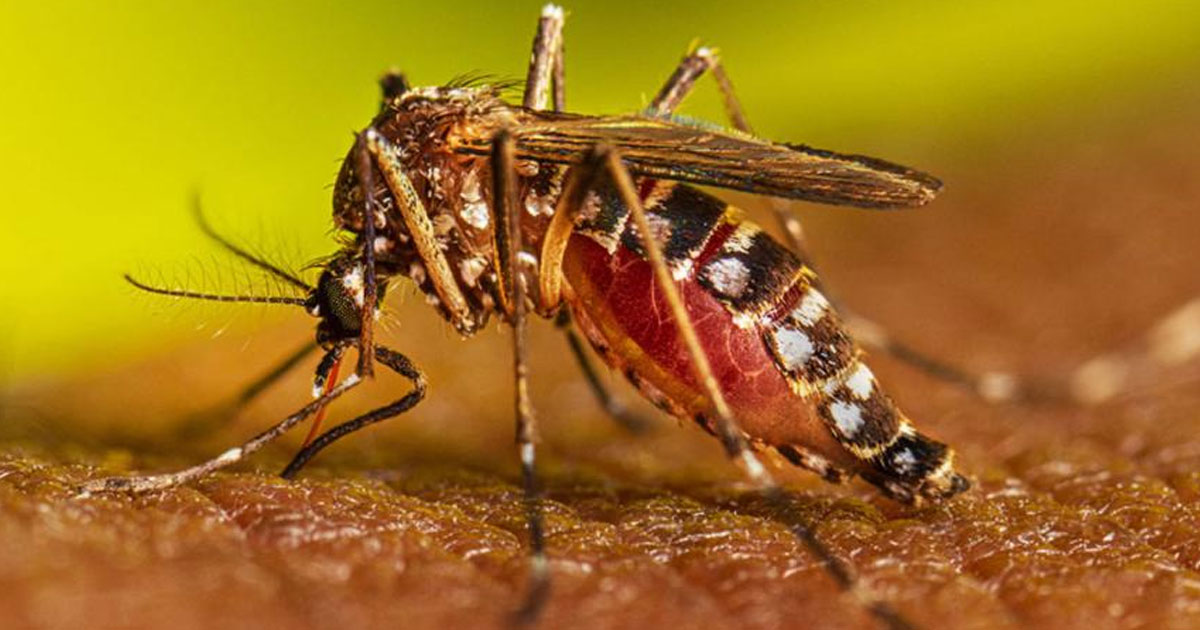 ডেঙ্গু আক্রান্ত হয়ে হাসপাতালে ভর্তি ১৩৫