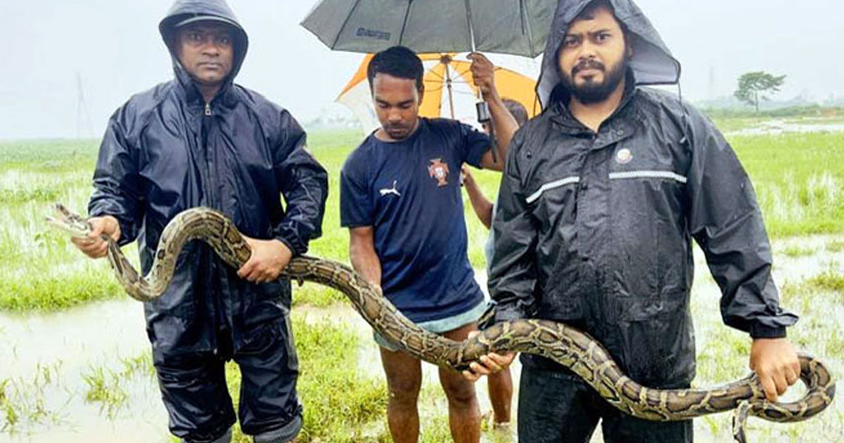 মৎস্যজীবীদের জালে ধরা পড়ল অজগর