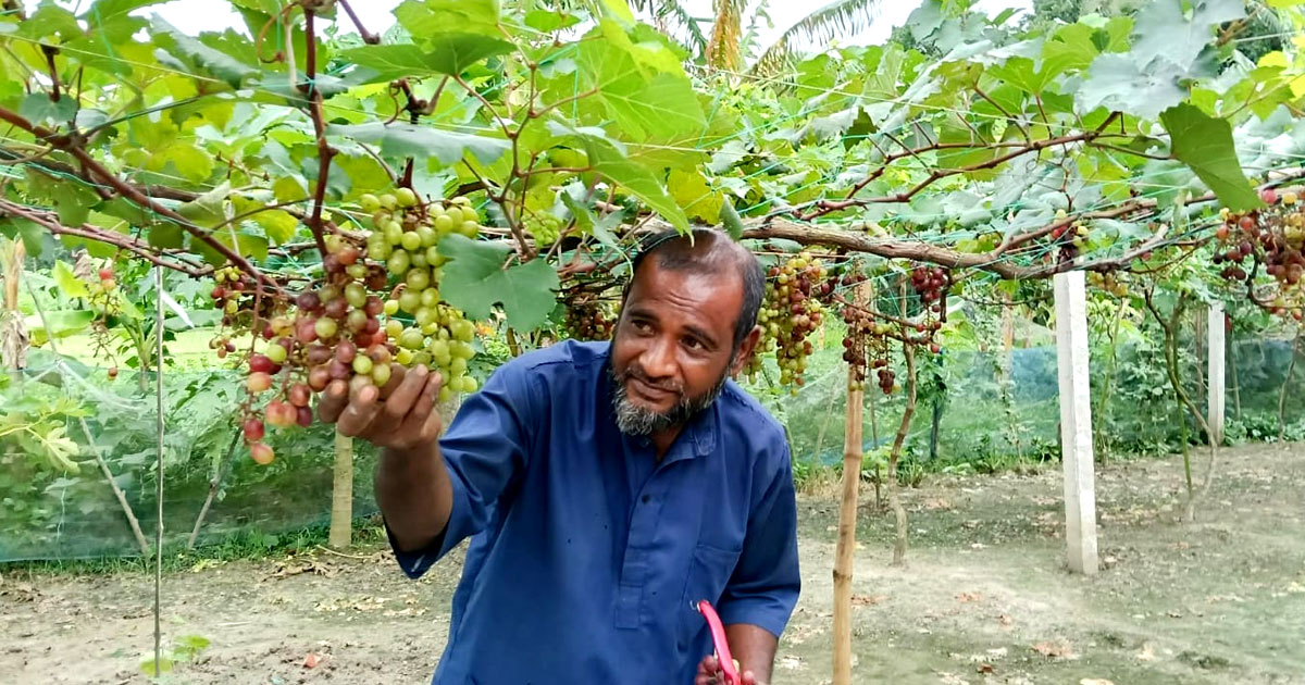 আঙুরের চাষে সফল শালিখার মজিদ
