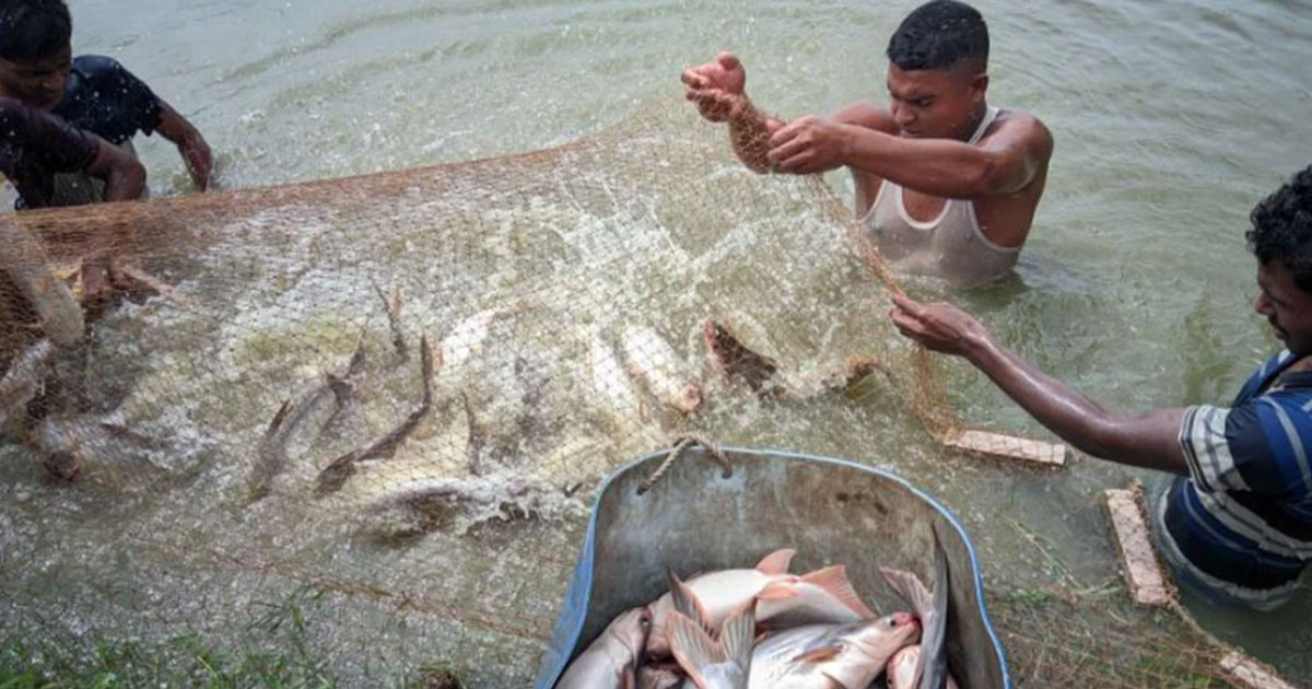 মাছ চাষে বিশ্বের সেরা পাঁচে বাংলাদেশ
