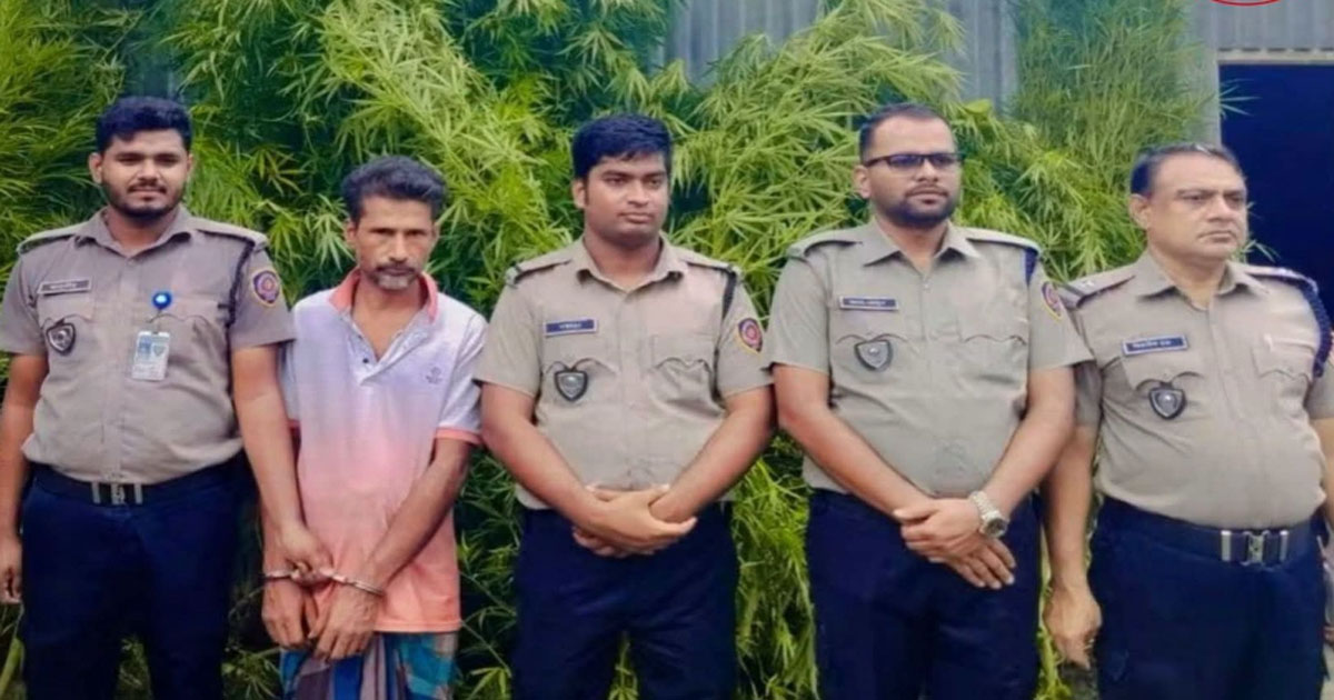 পাটক্ষেতের আড়ালে গাঁজা চাষ, টাঙ্গাইলের ভূঞাপুরে একজন আটক