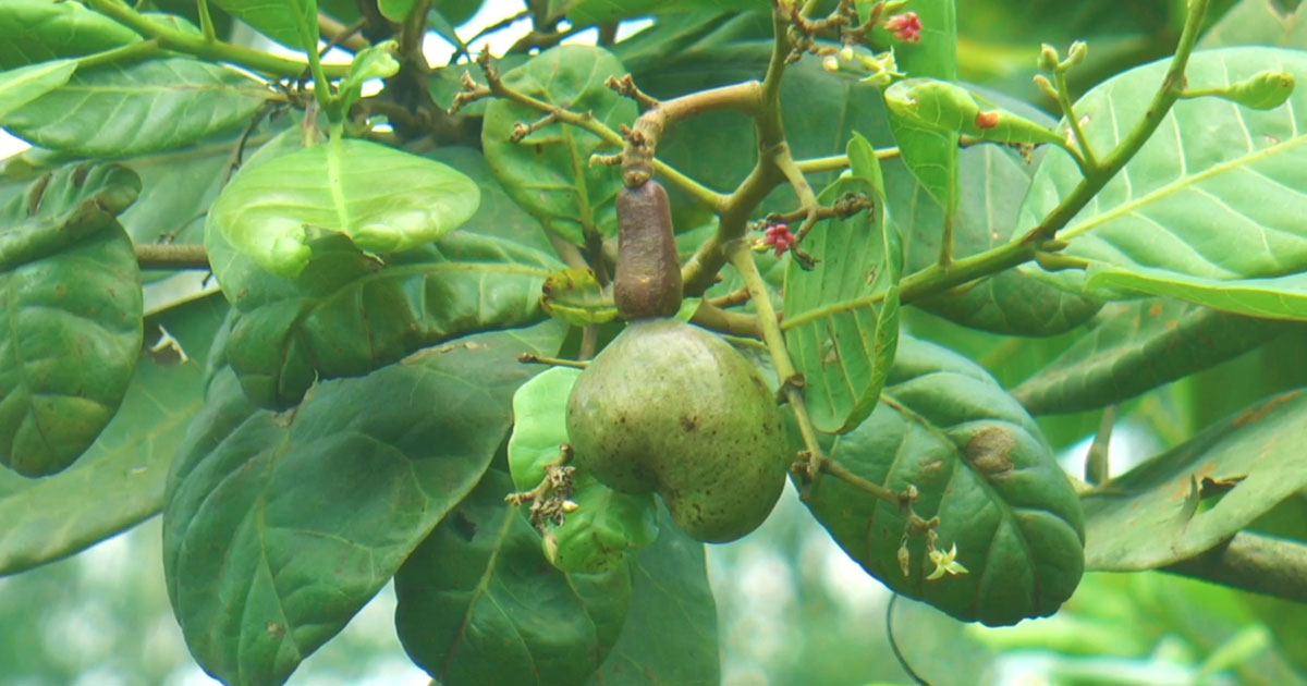আনারসের রাজধানী মধুপুরে কাজুবাদাম চাষে নতুন স্বপ্ন দেখছেন কৃষকরা