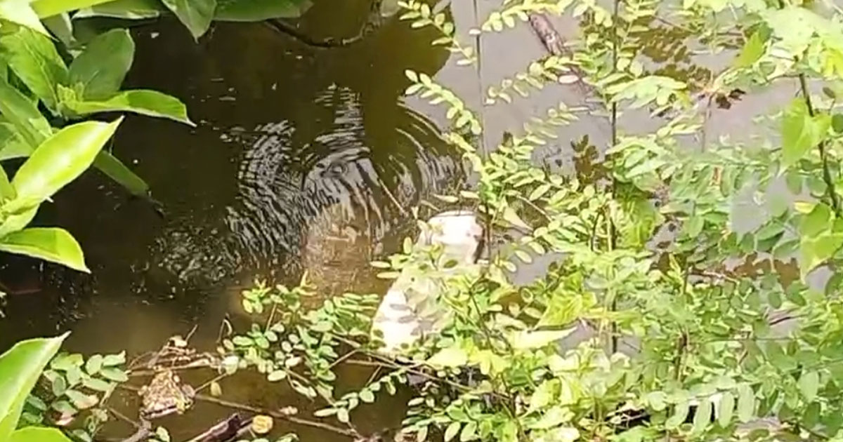 দুই মাস ধরে গ্যাস পাইপ লিকেজ, আতঙ্কে এলাকাবাসী