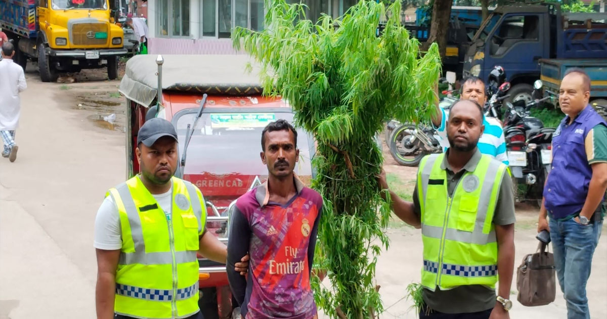 ঝিনাইদহে বেগুন খেত থেকে ৭টি গাঁজার গাছ উদ্ধার, আটক ১