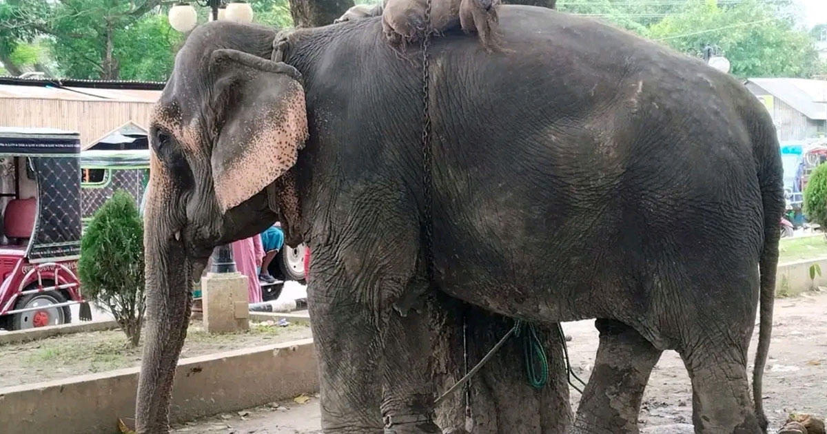 ফরিদপুরে হাতির ধাক্কায় অটোরিকশা উল্টে ১০ মাসের শিশুর মৃত্যু, মাহুত আটক
