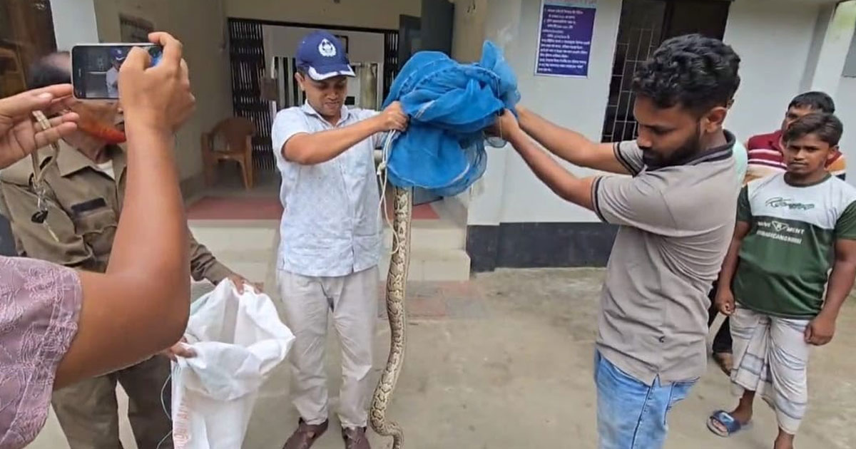 কুড়িগ্রামে ৬ ফুট লম্বা বার্মিজ অজগর উদ্ধার