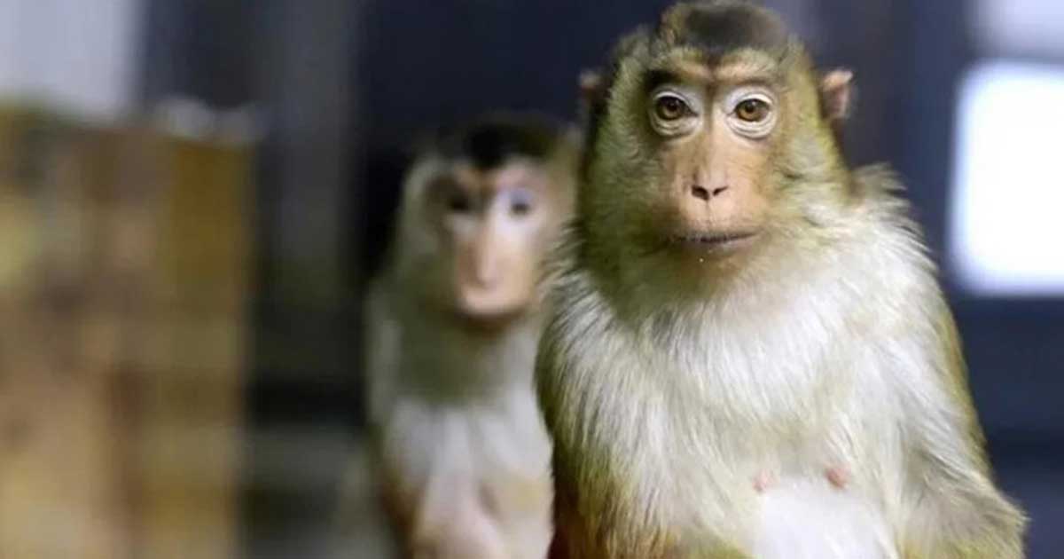 ১৭ জনকে কামড়ে ধরা পড়লো বানর