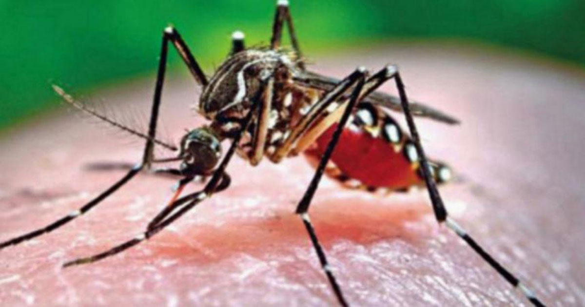 ডেঙ্গুতে আরও ২ জনের মৃত্যু, হাসপাতালে ভর্তি ৭২৩