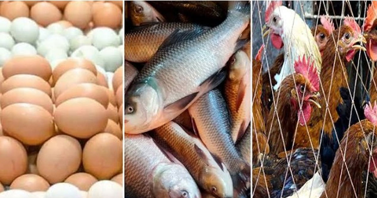 ২০০ টাকার নিচে মিলছে না মাছ, বাড়ছে মুরগি-ডিমের দাম
