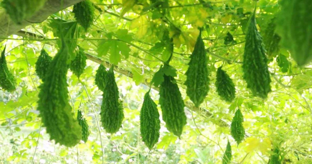 আধুনিক পদ্ধতিতে করলা চাষে তরুণ কৃষি উদ্যোক্তার সাফল্য
