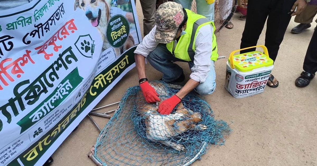 বাগেরহাটে বেওয়ারিশ কুকুরকে জলাতঙ্কের টিকা দেওয়া শুরু