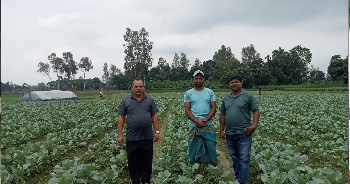 টাঙ্গাইলে আগাম শীতকালীন সবজি চাষে লাভের স্বপ্ন কৃষকদের