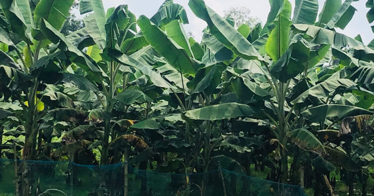 টাঙ্গাইলে কলা চাষে ঘুরে দাঁড়াতে পারে গ্রামীন অর্থনীতির চাকা
