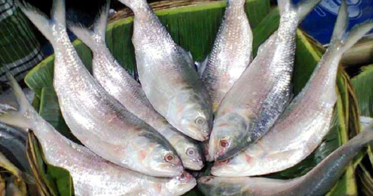 ১০৩ অনাপত্তি সনদ বাতিল, ভারত থেকে ইলিশ আমদানি বন্ধ