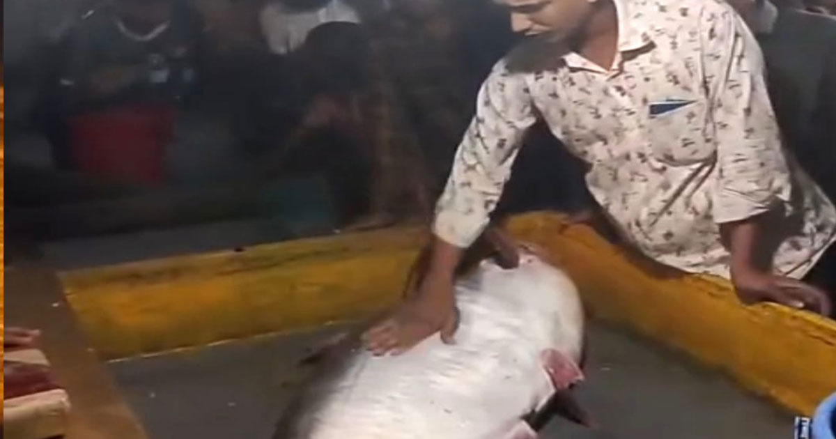 লক্ষ্মীপুরে মেঘনায় জেলের জালে ২৮ কেজির পাঙ্গাশ, নিলামে বিক্রি ৩৪ হাজার টাকায়