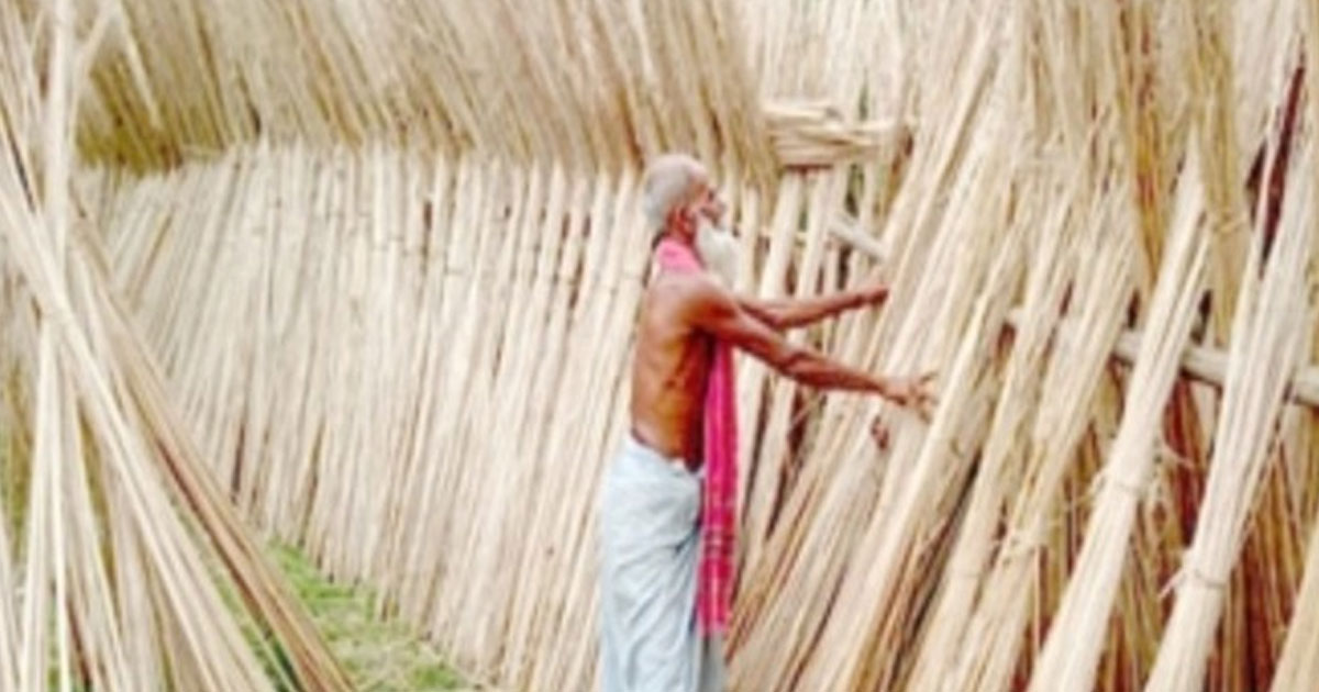 যশোরের শার্শা-বেনাপোলে পাটখড়ির দামে লাভবান কৃষকেরা