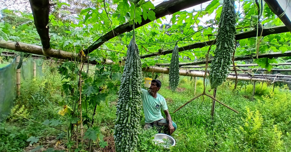 দাগনভূঞায় বিষমুক্ত করলা চাষ