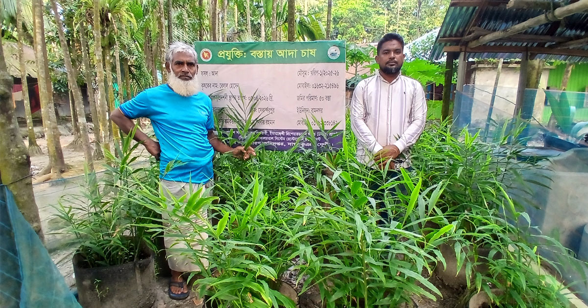 দাগনভূঞায় বস্তায় আদা চাষে আগ্রহ বাড়ছে কৃষকের