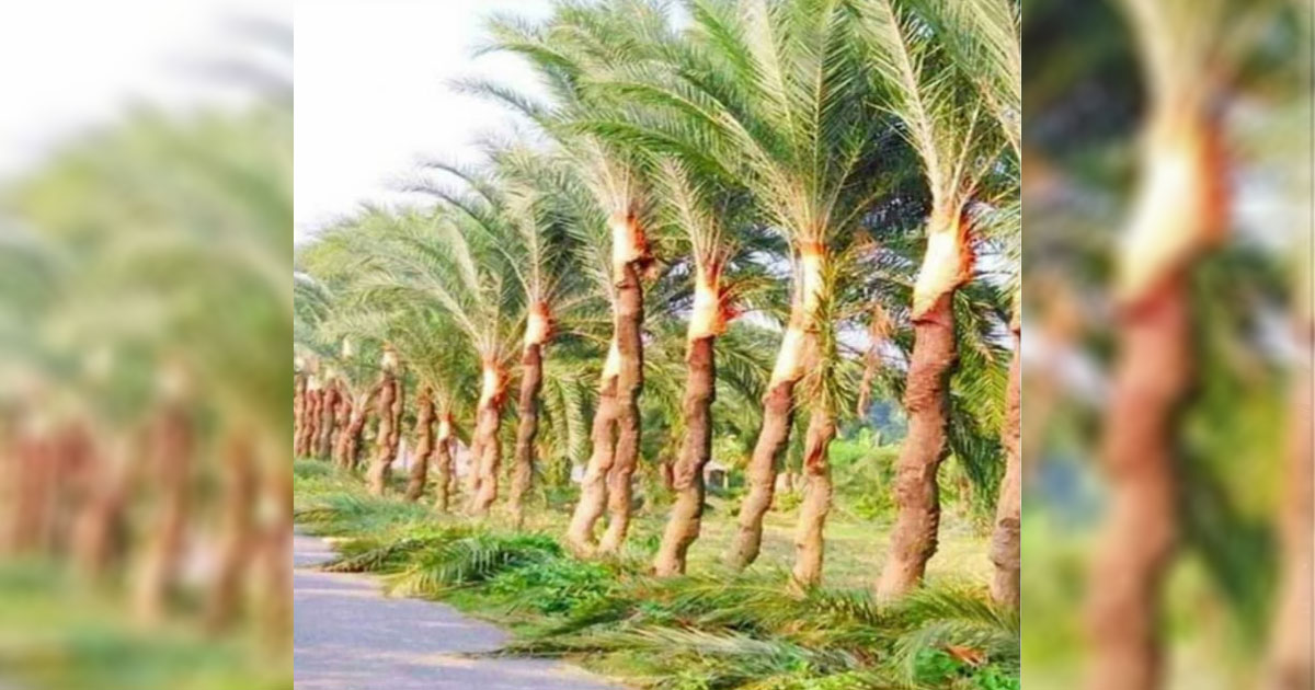 শীতের আগমনে ব্যস্ত আড়াই হাজার গাছি, লক্ষ্যমাত্রা ৩ হাজার টনের বেশি গুড় উৎপাদন