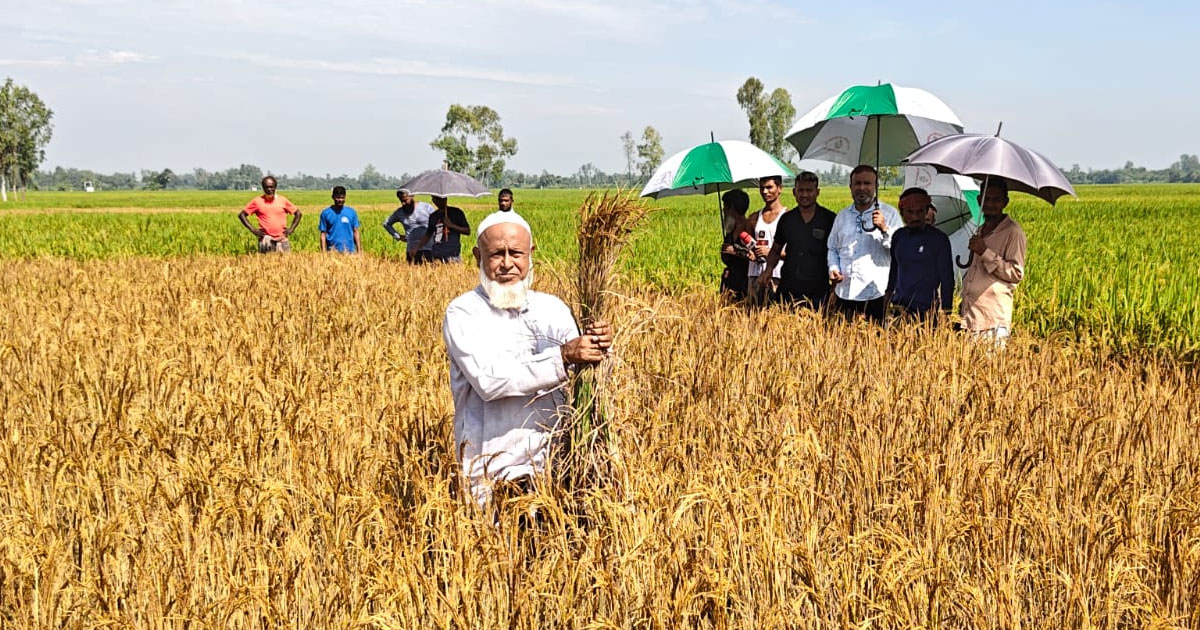 পত্নীতলায় ৭ বিঘা আমন ধান নষ্টের অভিযোগ, ক্ষতির আশঙ্কা ৫ লাখ টাকা