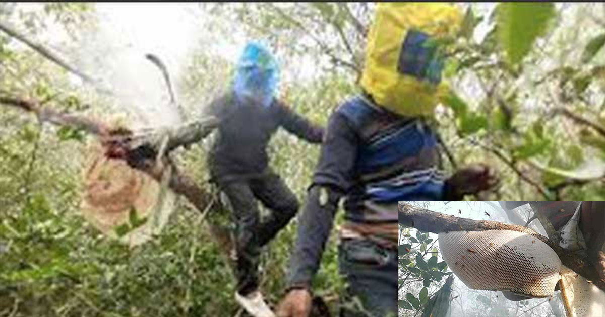 আগামীকাল থেকে সুন্দরবনে শুরু দুই মাসব্যাপী মধু আহরণ মৌসুম