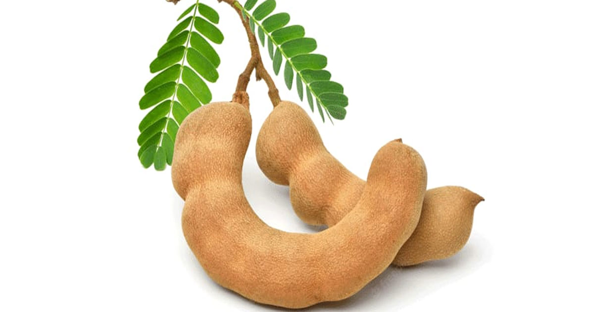 তেঁতুল কেন খাবেন, জেনে নিন ঔষধি গুণাগুন