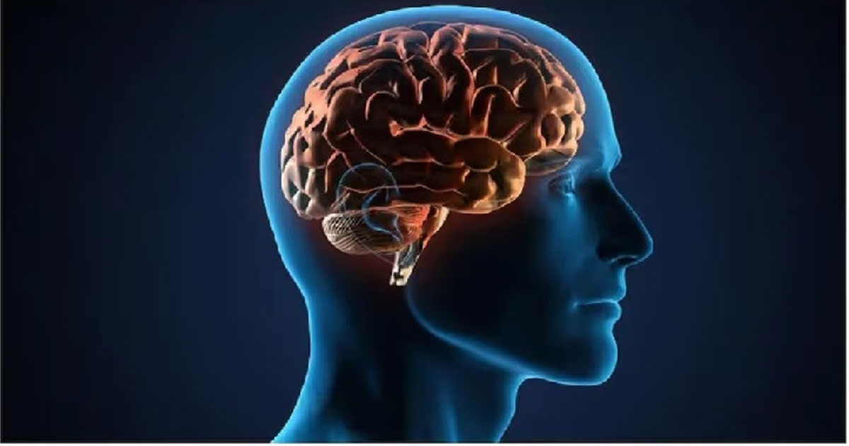 মস্তিষ্কের স্বাস্থ্য ঠিক রাখবে যেসব খাবার