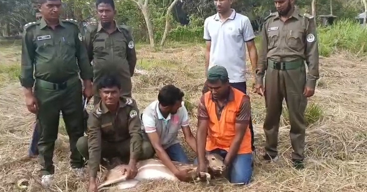 বাঘের তাড়া খেয়ে লোকালয়ে হরিণ