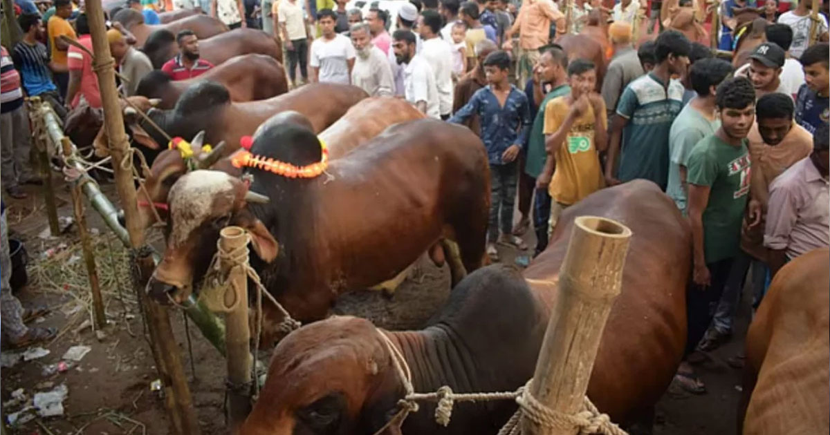 রাজধানীতে এবার কোরবানির পশুর হাট বসবে ২৬টি