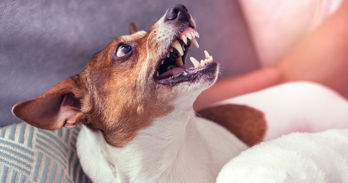 শখের পোষা প্রাণীতে বাড়ছে জলাতঙ্ক ঝুঁকি