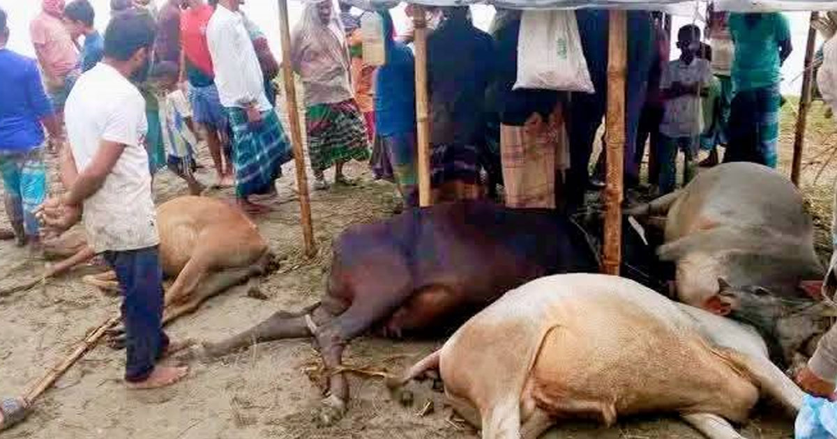 জামালপুরে বজ্রপাতে চার গরুর মৃত্যু