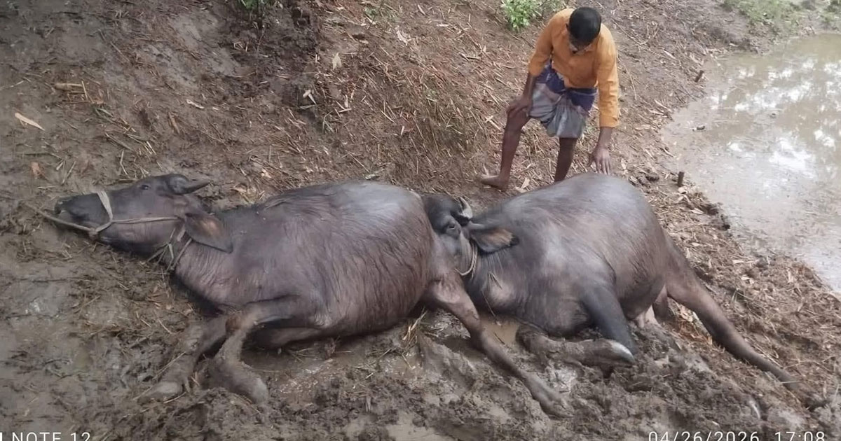বজ্রাঘাতে ভেঙে পড়ল কৃষকের একমাত্র অবলম্বন