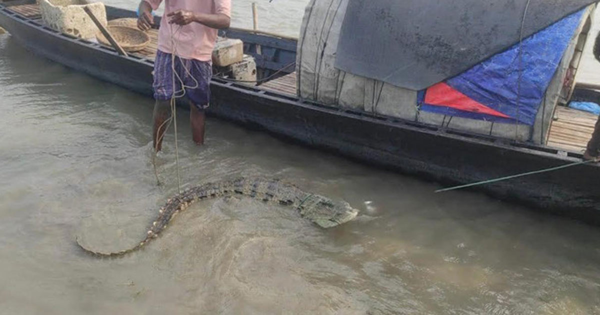 বড়শির টানে উঠে এলো কুমির