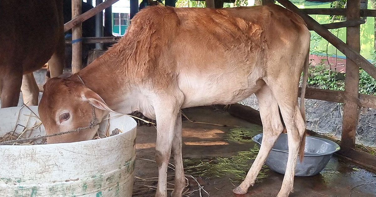 ঘুষ না দেওয়ায় গরু ‘গায়েব’