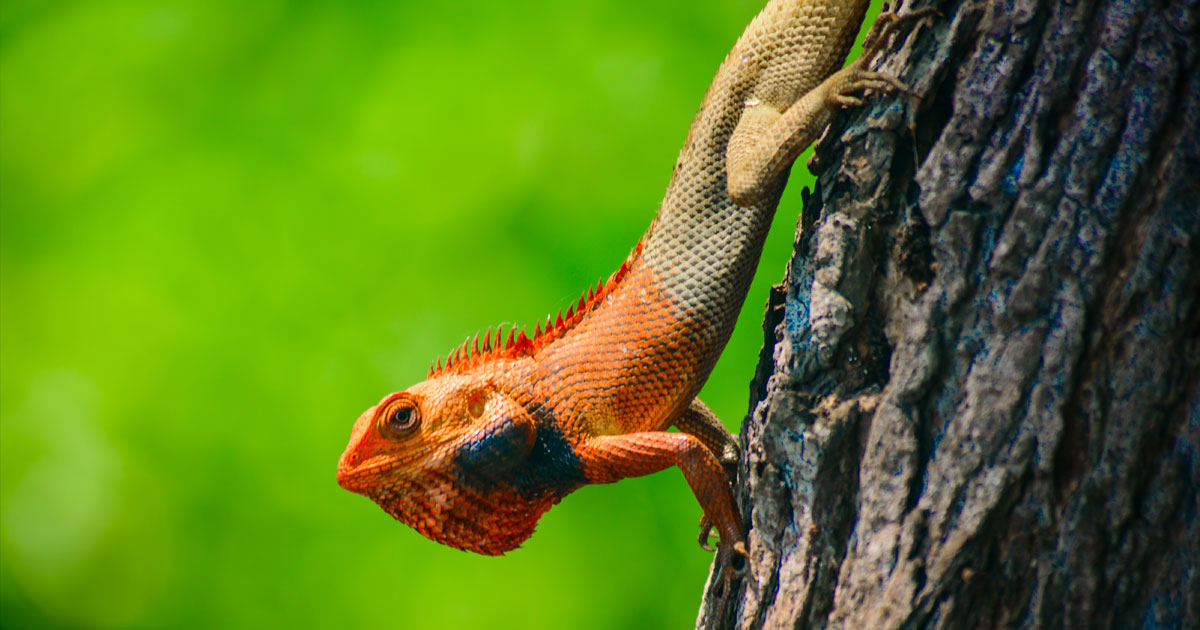 গিরগিটি কি রক্ত চোষে?