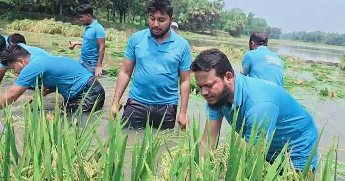 কাপাসিয়ায় দরিদ্র কৃষকের ধান কাটলেন এমপি সালাহউদ্দিন আইউবী